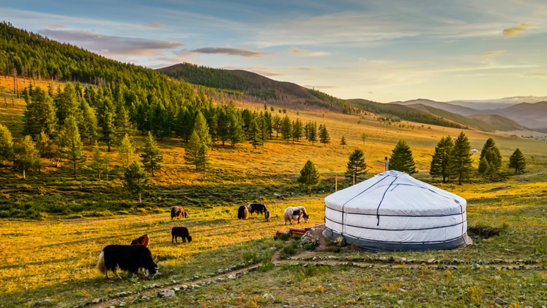 Grassland and yurt