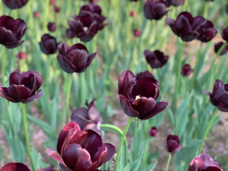 Dark tulips in a garden