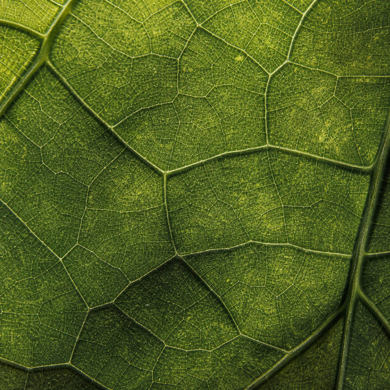 High-resolution branching vein structure of a green leaf